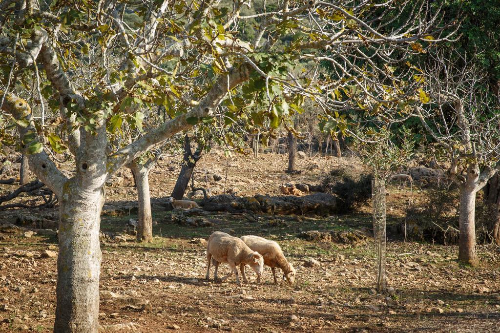 Agroturismo S'Arbocar Sant Llorenc Des Cardassar Exterior foto